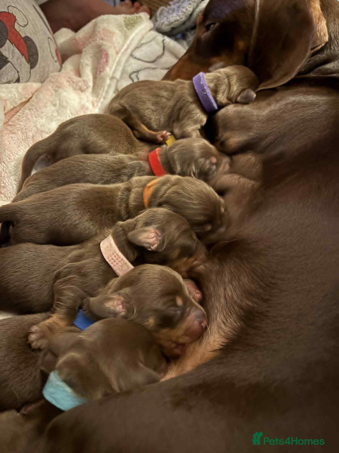 Miniature Dachshund dogs for sale: Miniature Dachshund Puppies- Family Raised - Advert 7