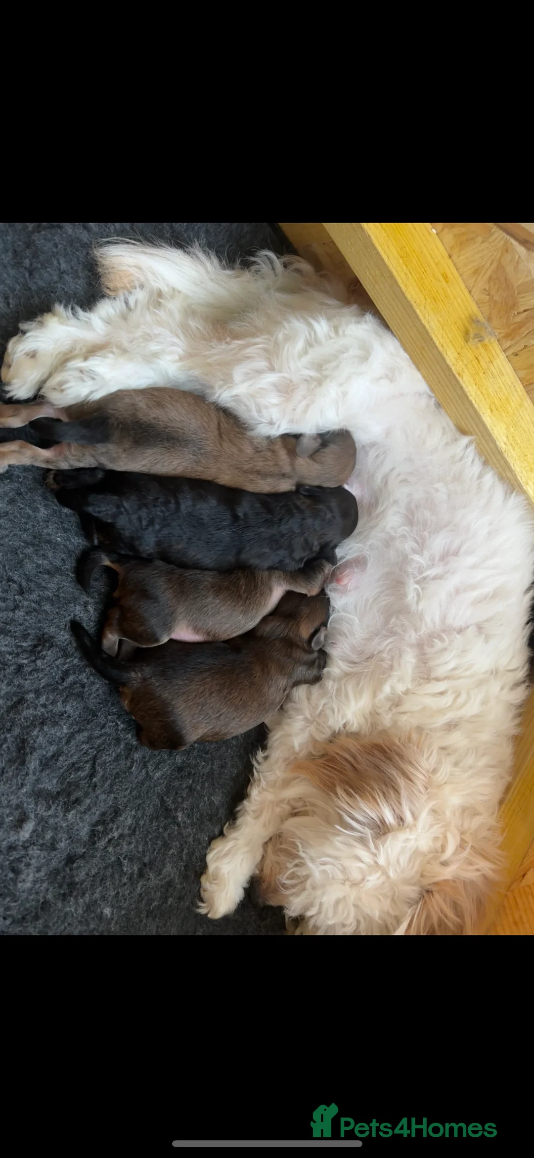 Maltipoo dogs for sale: Maltipoo puppy - Advert 12