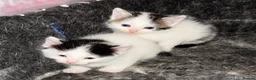 Mixed Breed cats for sale: Farm kittens in Keith - Advert 4