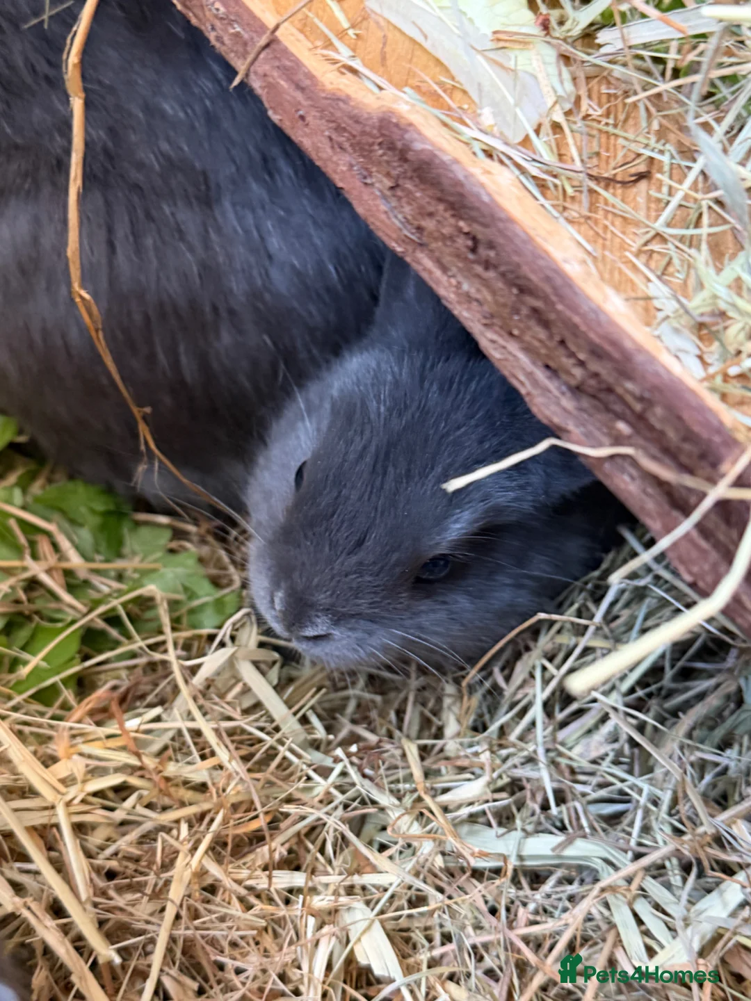 Mixed Breed rabbits for sale: 3 boy baby bunnies  in Egham - Advert 1