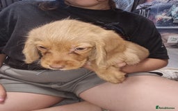 Mixed Breed dogs for sale: Labrador x cockapoo puppies - Image 5