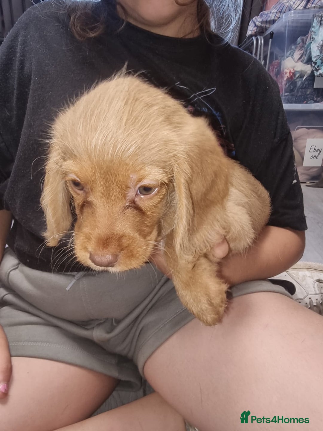 Mixed Breed dogs for sale: Labrador x cockapoo puppies - Image 5