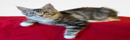 Maine Coon cats for sale: 👑 MajestiPaws: The Heritage Litter 🐾 - Advert 5