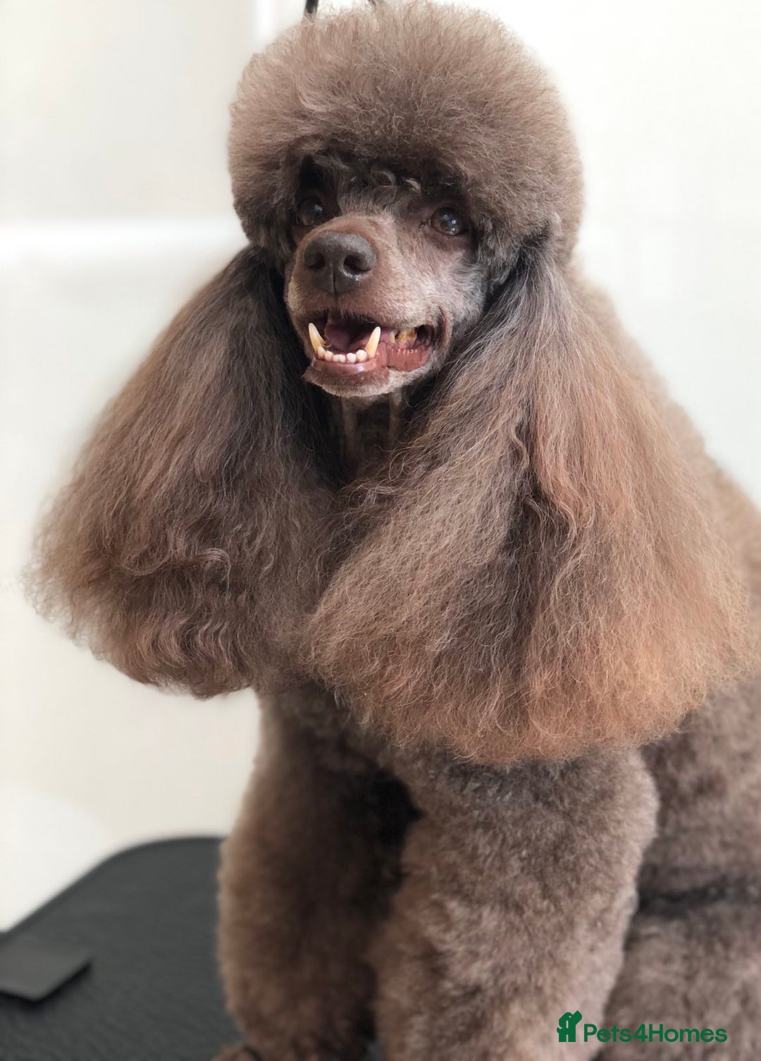 Miniature Poodle dogs for stud: Show Champion, Brown, Miniature Poodle Stud in Bristol - Advert 7