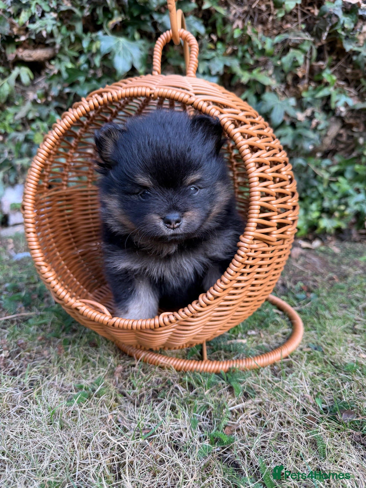 Pomeranian dogs KC micro Russian bloodlines Pomeranian puppies - Advert 2