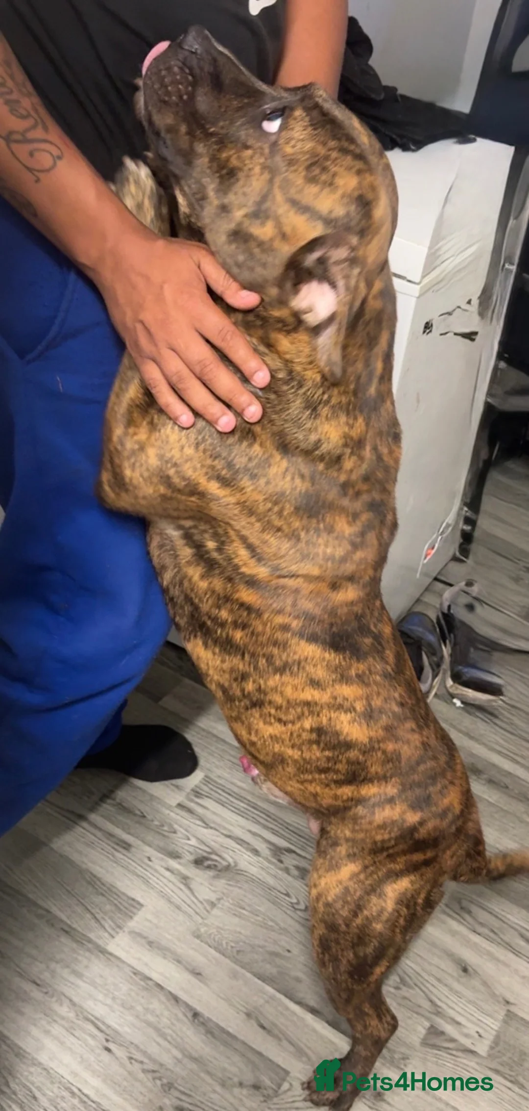 Mixed Breed dogs for stud: Male stud - Advert 3