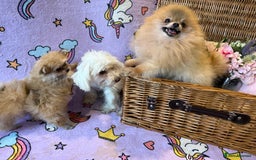 Mixed Breed dogs for sale: Maltipom  - Advert 13