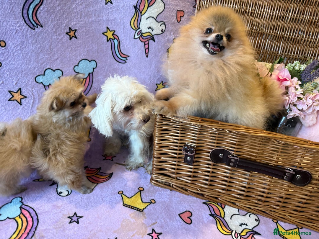 Mixed Breed dogs for sale: Maltipom  - Advert 13