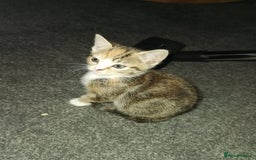 Mixed Breed cats for sale: Gorgeous kittens ready for new home now - Image 7