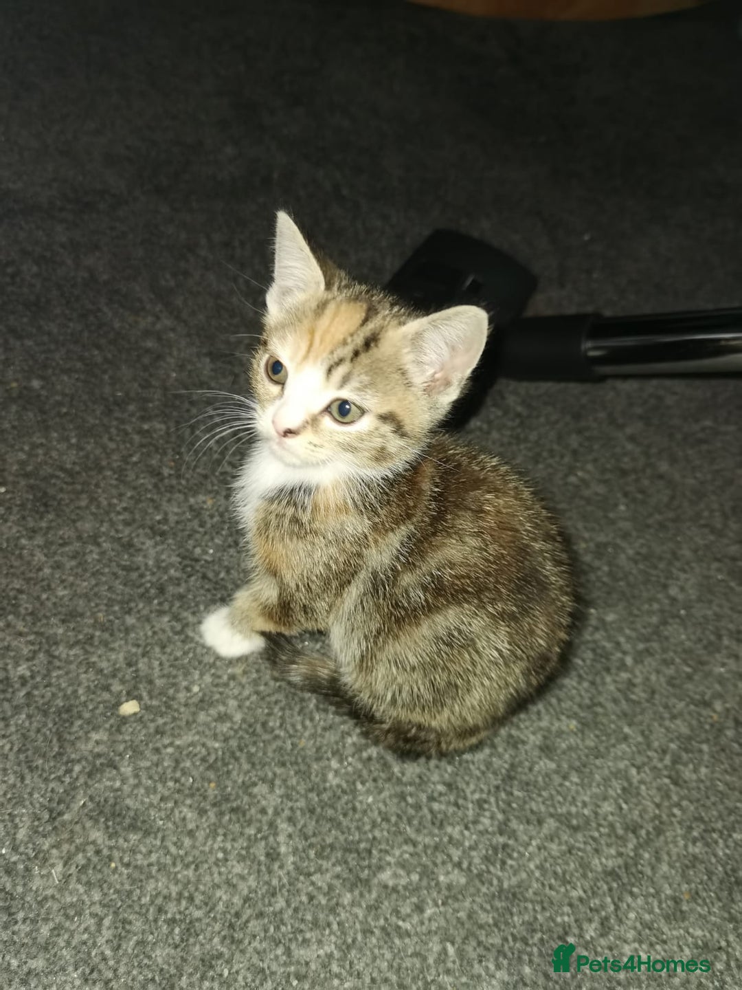 Mixed Breed cats for sale: Gorgeous kittens ready for new home now - Image 7