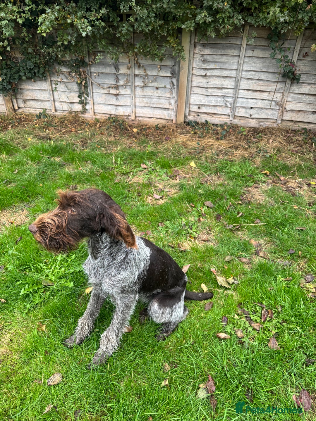 German Wirehaired Pointer dogs for sale: German wirehaired female  - Image 2