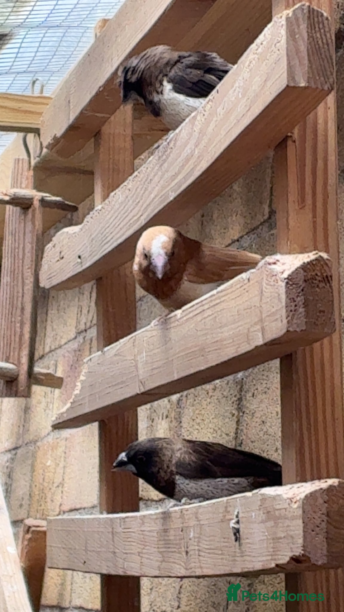 Ringnecks birds Cute bengalese/society finches - Advert 23