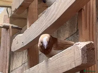 Ringnecks birds Cute bengalese/society finches - Advert 23