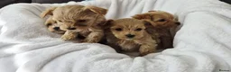 Maltipoo dogs for sale: Tiny Maltipoo Puppies for sale - Advert 9