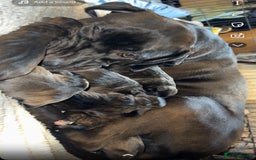 Mixed Breed dogs for sale: beautiful cane corso/ staff pups 7 left  - Image 2