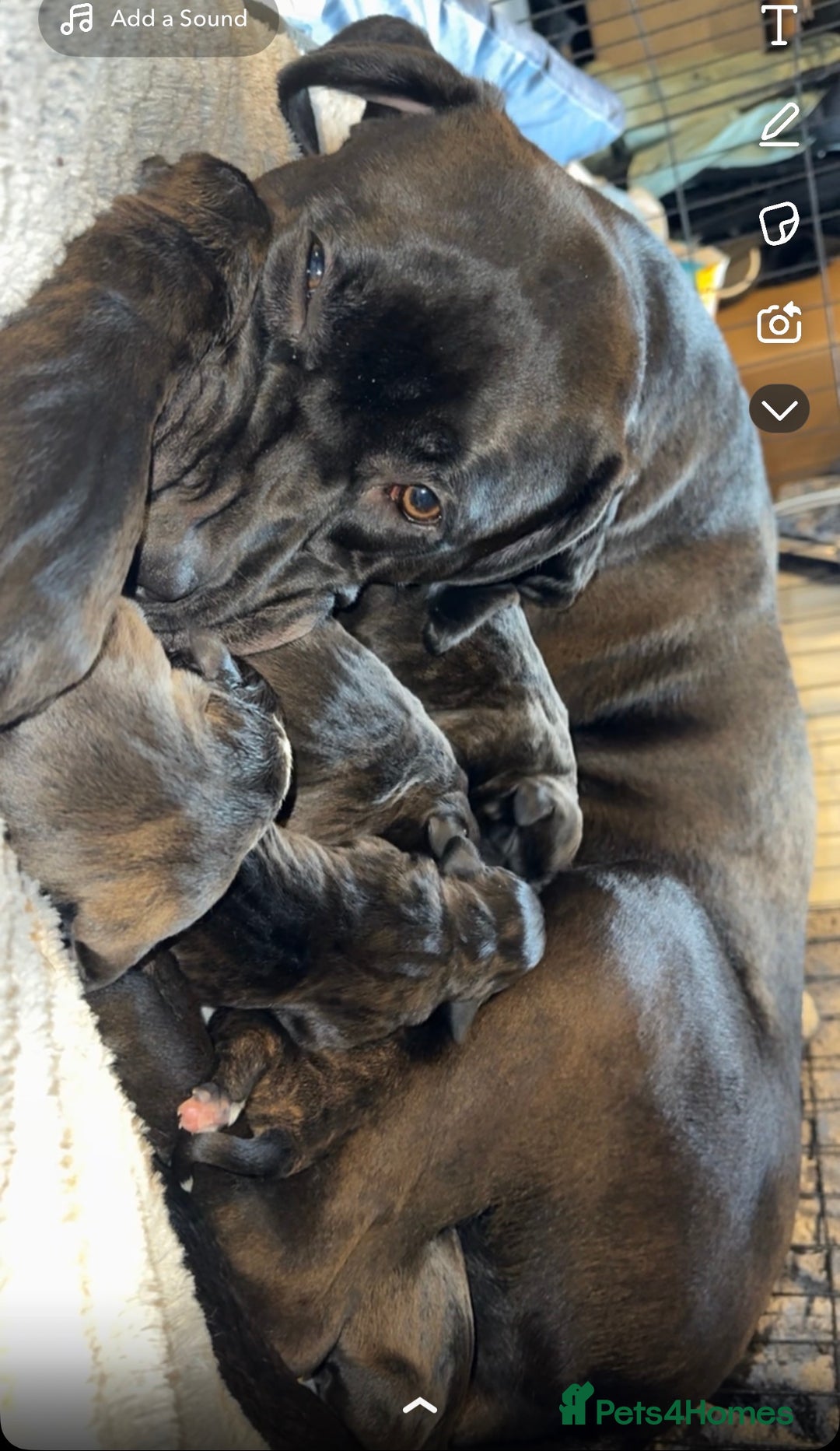Mixed Breed dogs for sale: beautiful cane corso/ staff pups 7 left  - Image 2