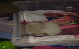 Ragdoll cats for sale: Rare cream point ragdoll and two blue bicolour - Image 4
