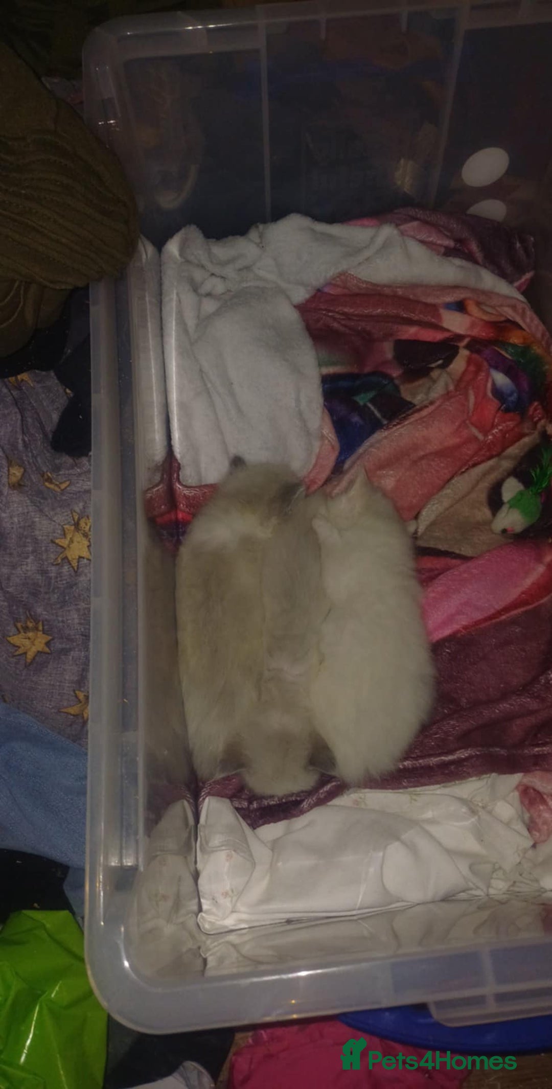 Ragdoll cats for sale: Rare cream point ragdoll and two blue bicolour - Image 4