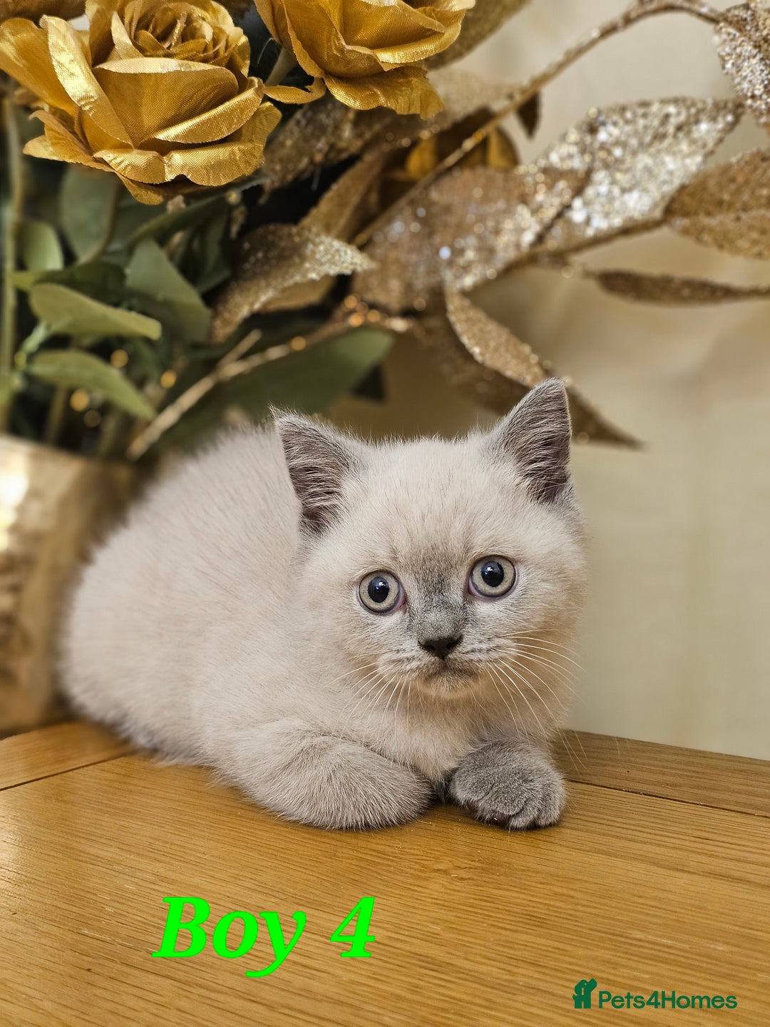 British Shorthair cats for sale: Last 4 male British Short-hair/long hair kittens  - Image 29