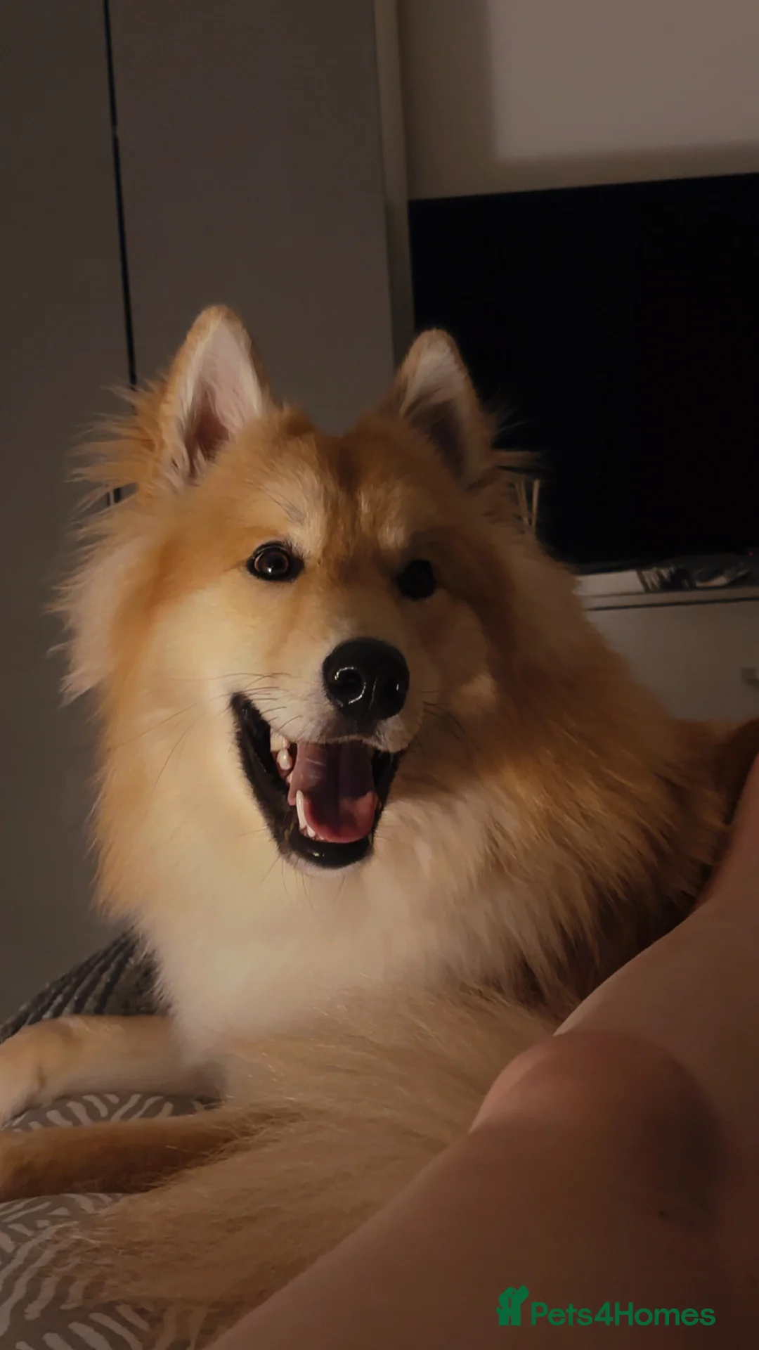 Mixed Breed dogs for sale: Wolfdog Male (koda) - Advert 2