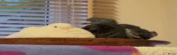 Pigeons birds for sale: Rehoming Bonded Pigeon Pair. in Peterborough - Advert 3