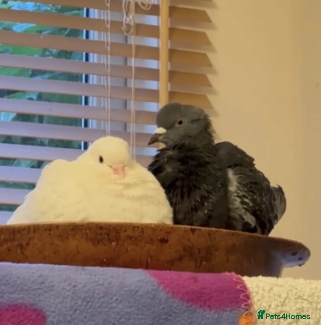 Pigeons birds for sale: Rehoming Bonded Pigeon Pair. in Peterborough - Advert 3