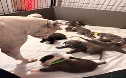 Staffordshire Bull Terrier dogs for sale: Staffordshire Bull Terrier puppies for sale  - Image 23