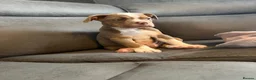Olde English Bulldogge dogs for sale: Olde English bulldogge puppies - Advert 5