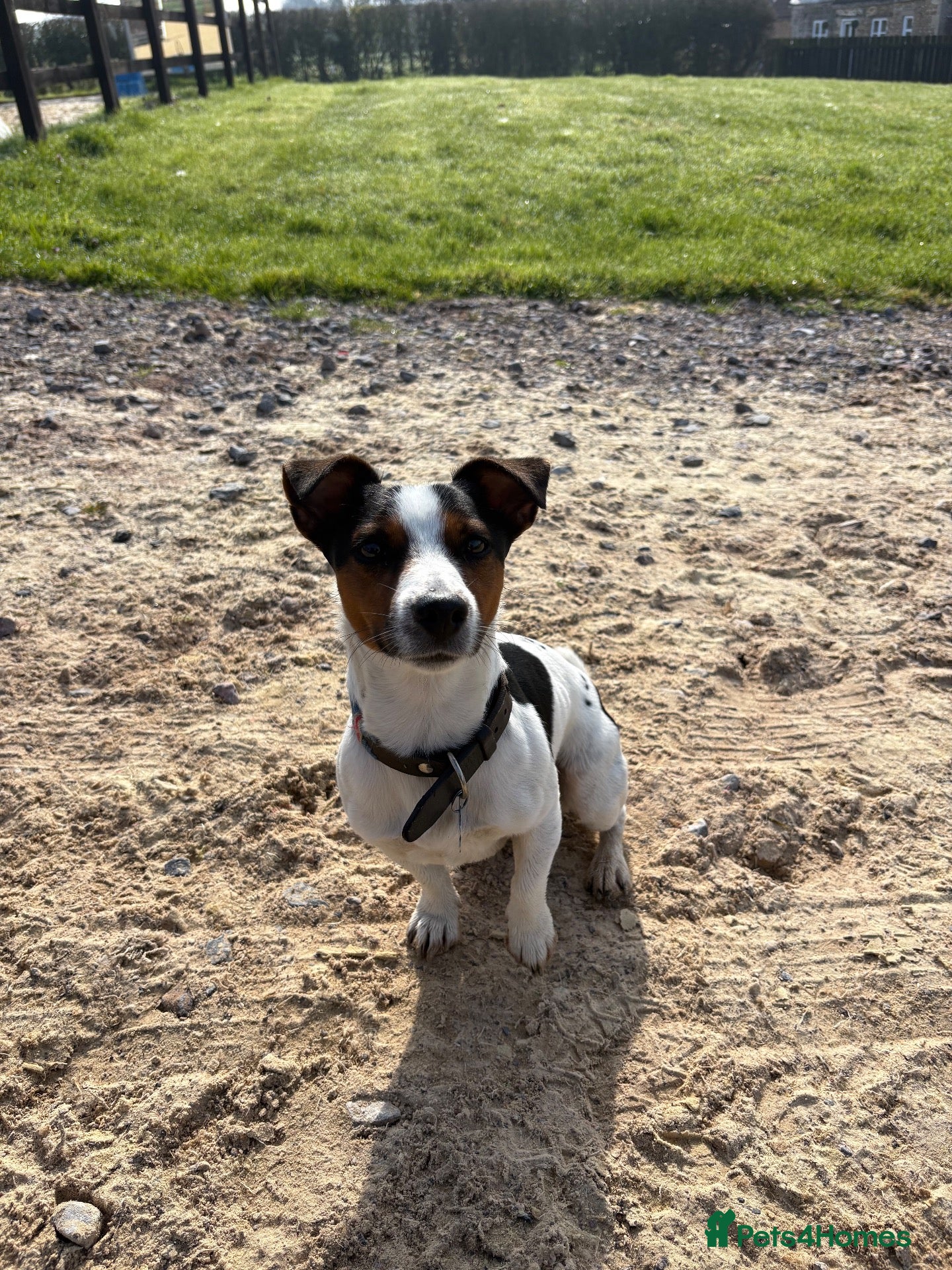 Jack Russell dogs Reggie  - Advert 1