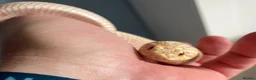 Snake reptiles for sale: Albino Hognose Snake - Advert 5