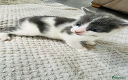 Mixed Breed cats for sale: Gorgeous Grey/White Black/White Kittens - Image 16
