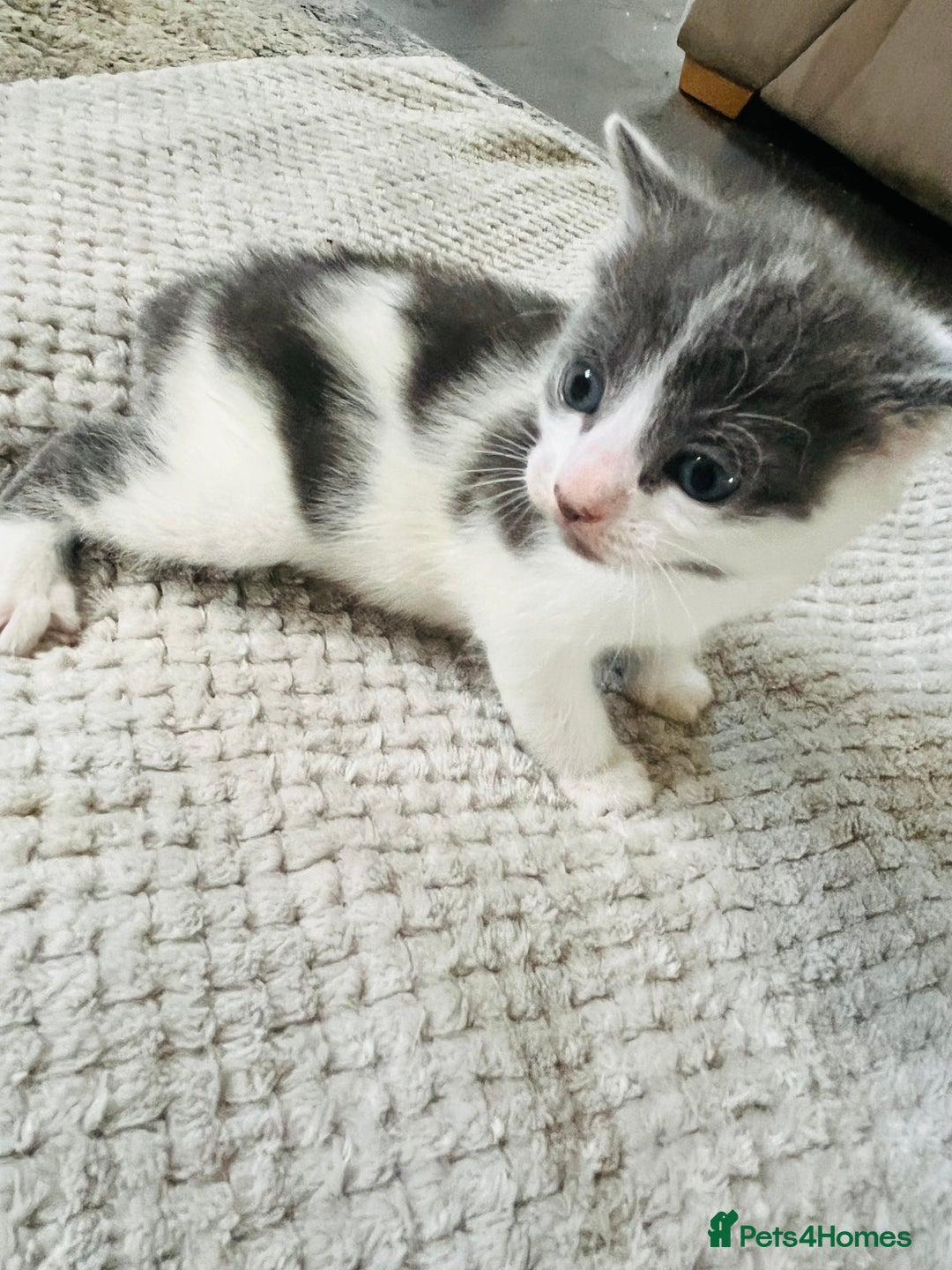 Mixed Breed cats for sale: Gorgeous Grey/White Black/White Kittens - Image 16
