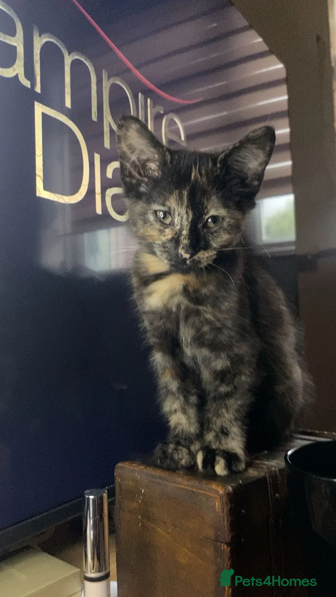 Mixed Breed cats for sale: Girl kitten  in King's Lynn - Advert 4