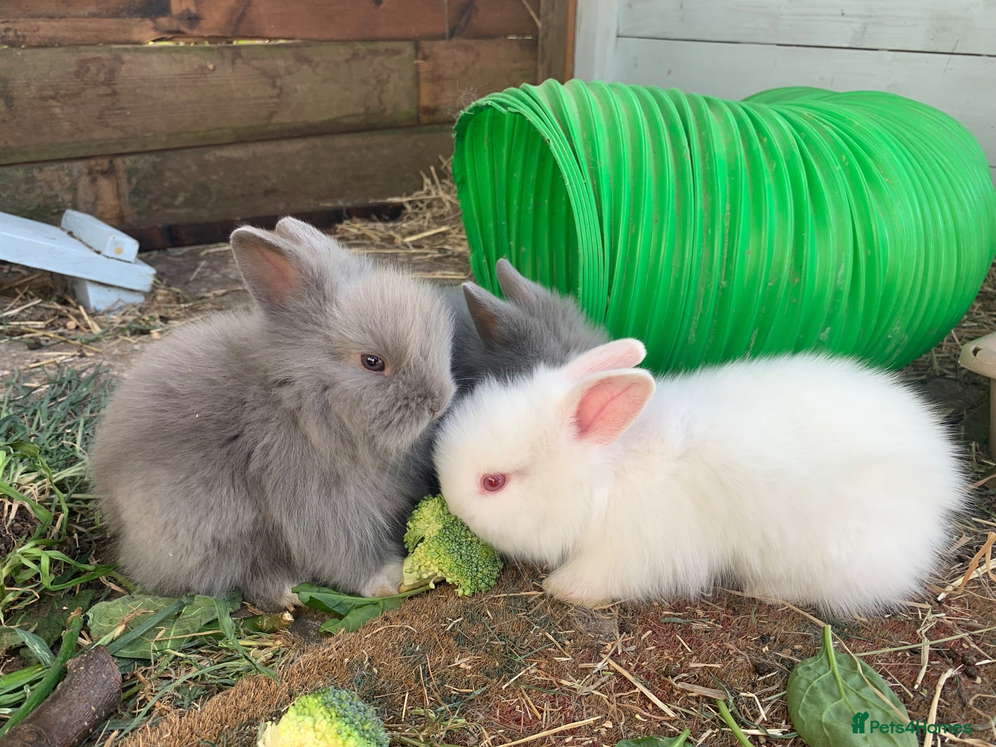 Lionhead rabbits 2 Beautiful dwarf Lion head Bunnies  - Advert 1