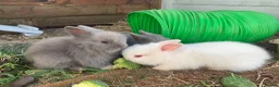 Lionhead rabbits for sale: 3 Beautiful dwarf Lion head Bunnies  - Advert 3