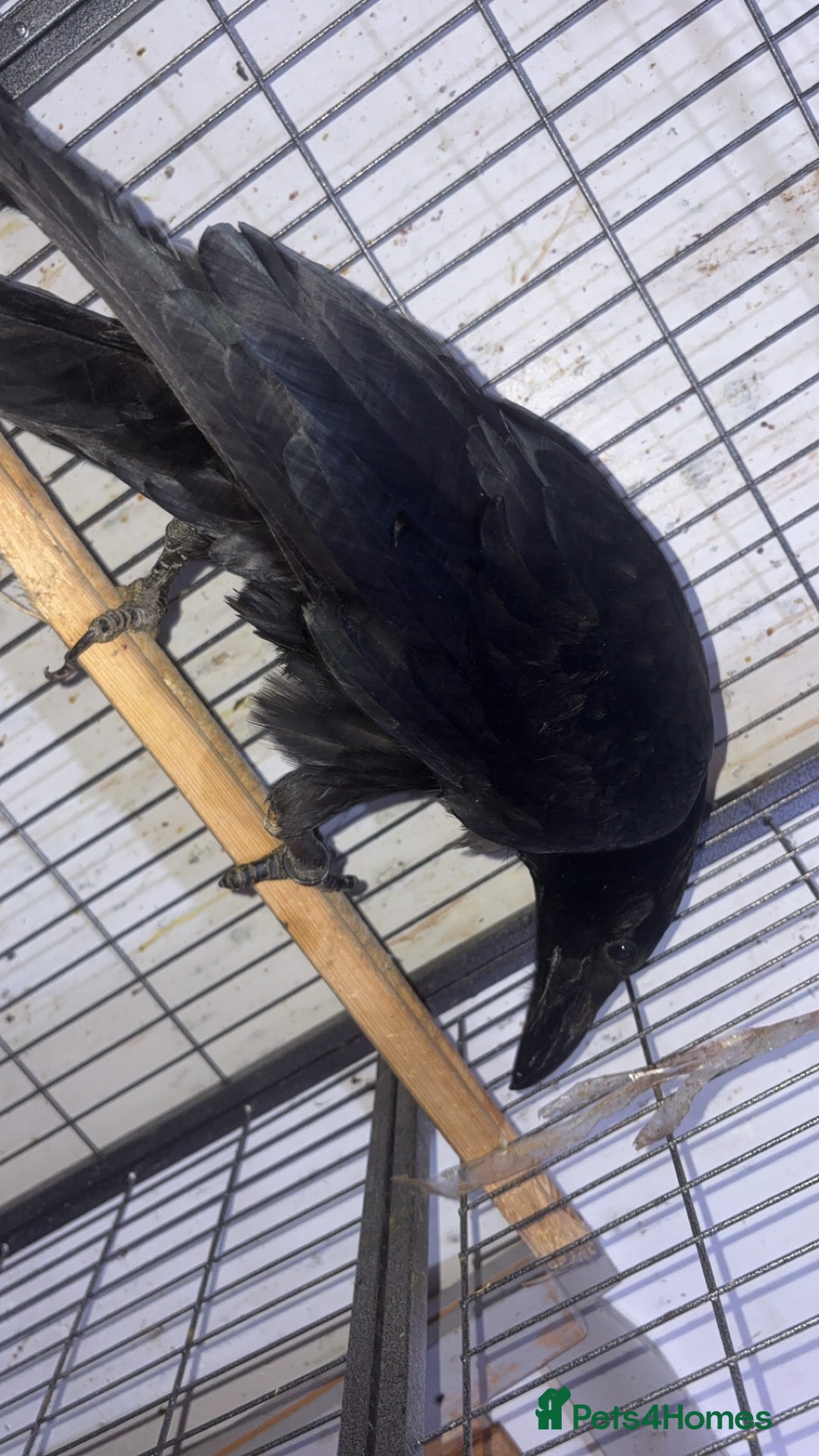 Mixed Breed birds for sale: Female raven  - Advert 1