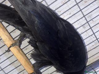 Mixed Breed birds Female raven - Advert 11