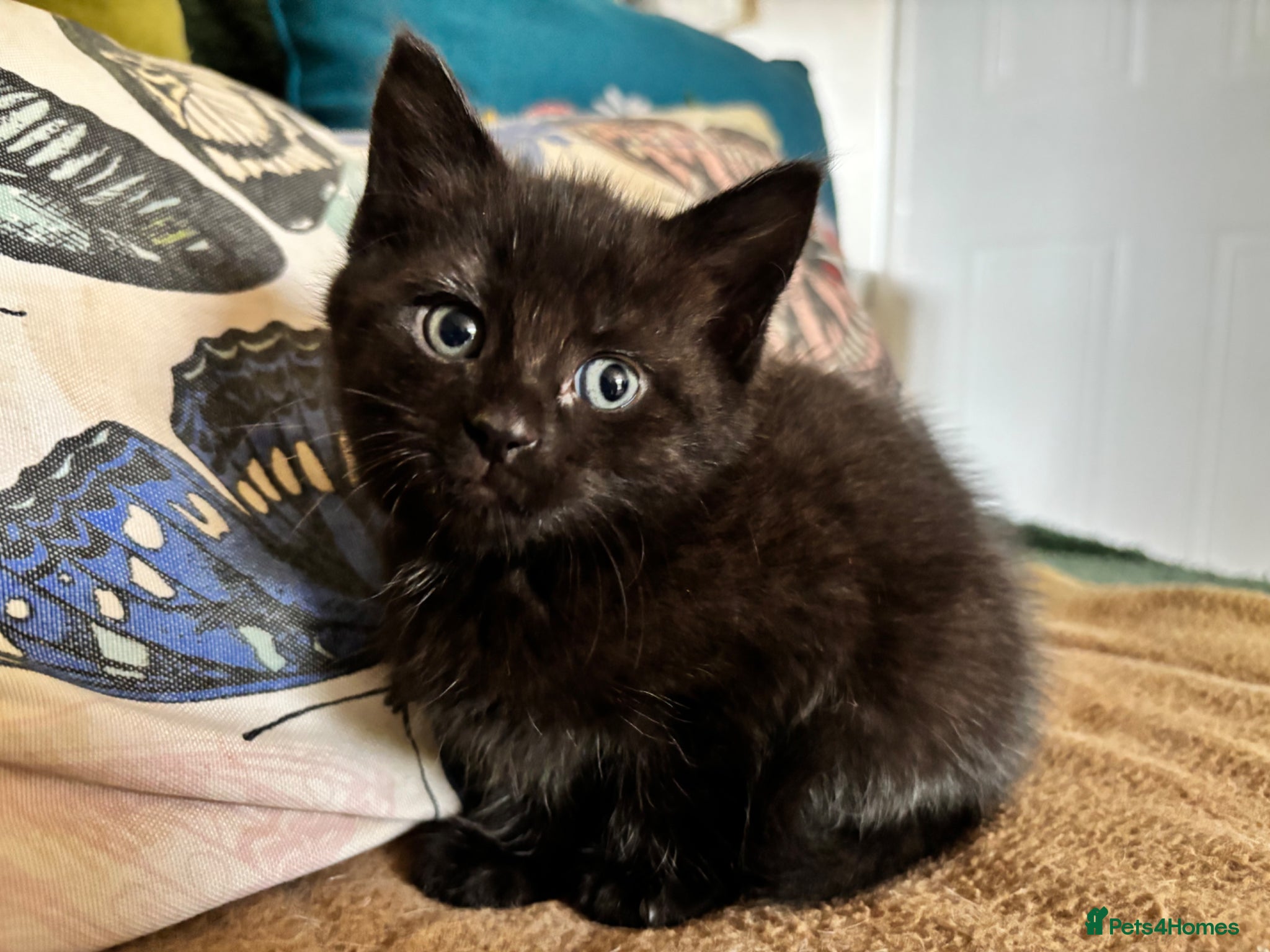 Mixed Breed cats 4 Girls!! Bengal/Siberian Hypoallergenic mum - Advert 10