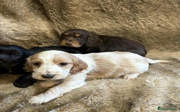 Cocker Spaniel dogs for sale: Beautiful Cocker Spaniel Litter - Image 12