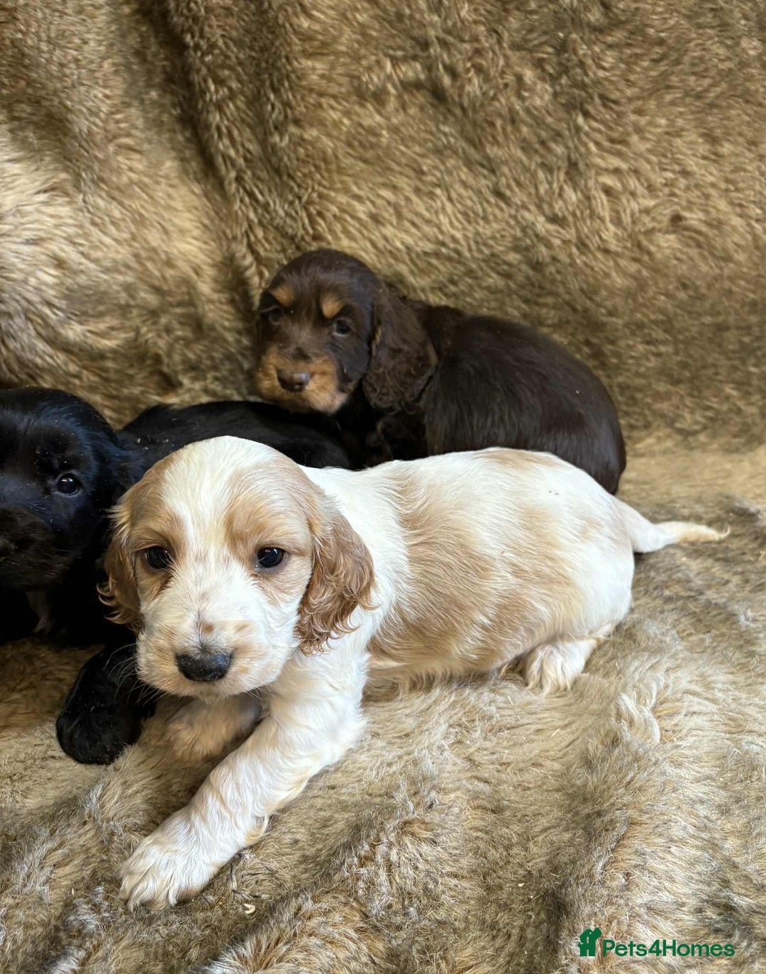 Cocker Spaniel dogs for sale: Beautiful Cocker Spaniel Litter - Image 12
