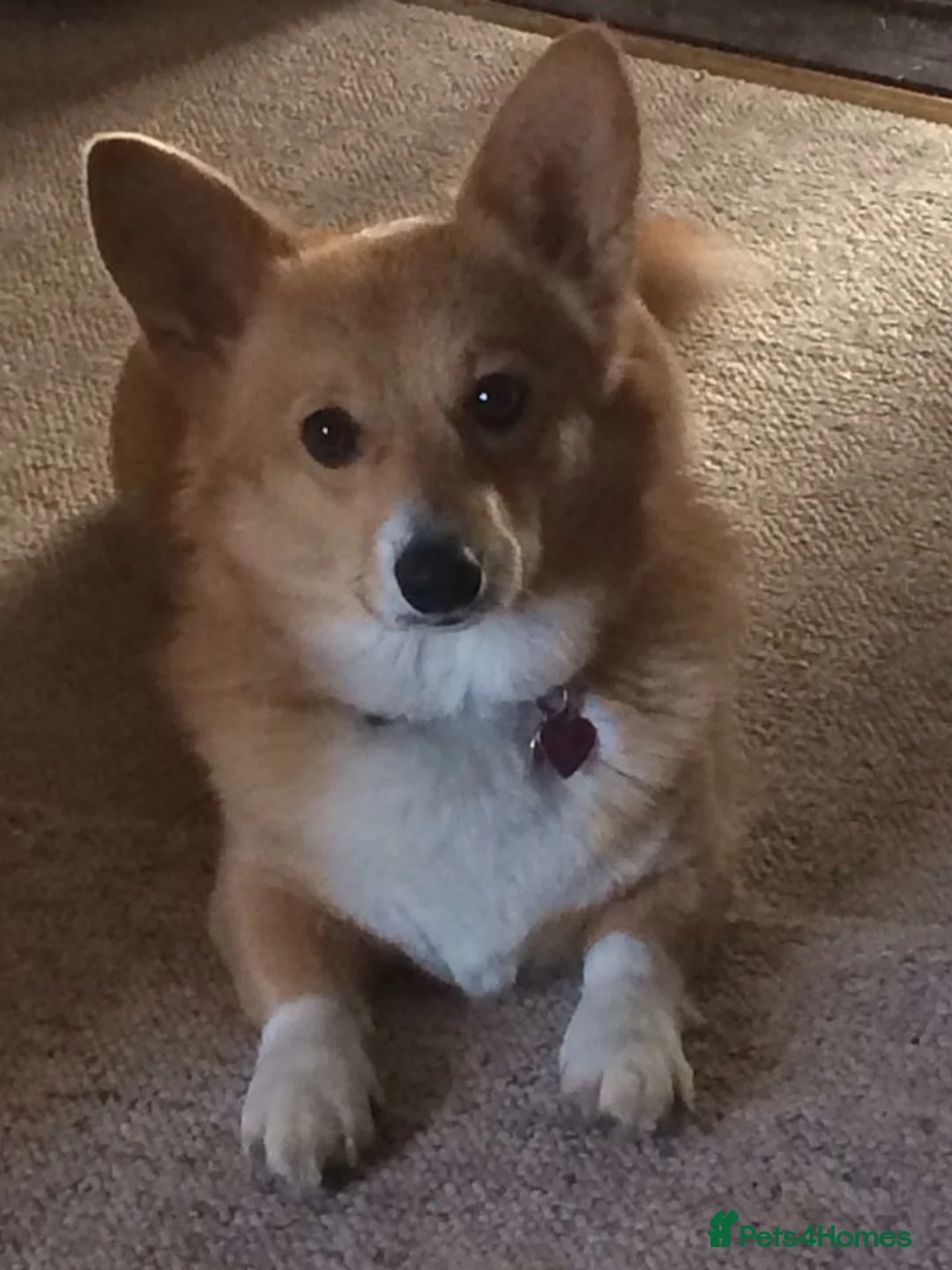 Gallery Image {{count}}