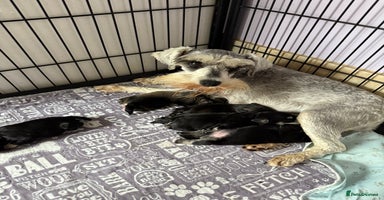 Miniature Schnauzer dogs - Advert 9
