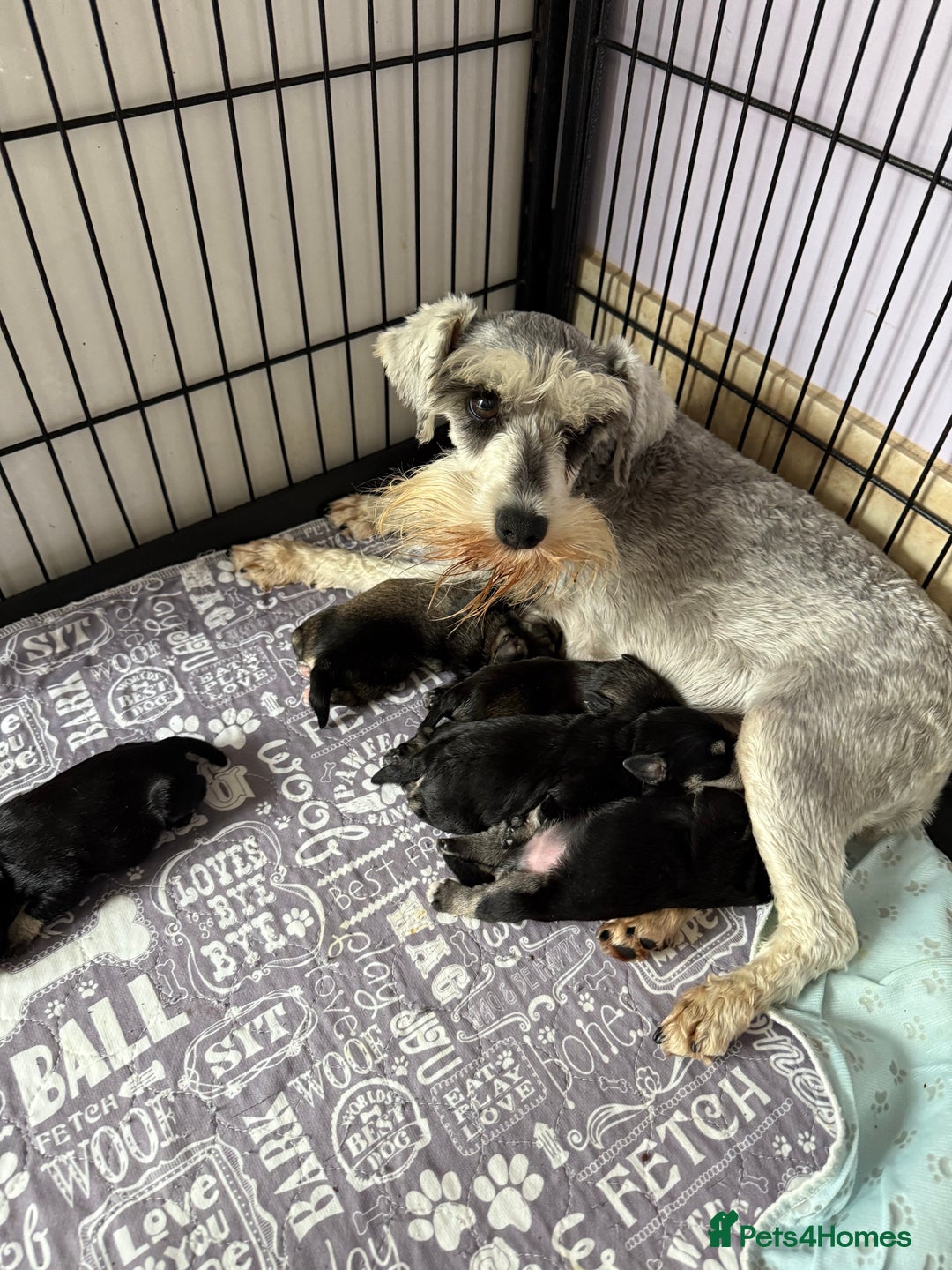 Miniature Schnauzer dogs for sale: Miniature schnauzers pups - Image 2