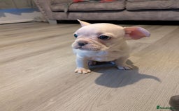 French Bulldog dogs for sale: French bulldog puppy's  - Image 9