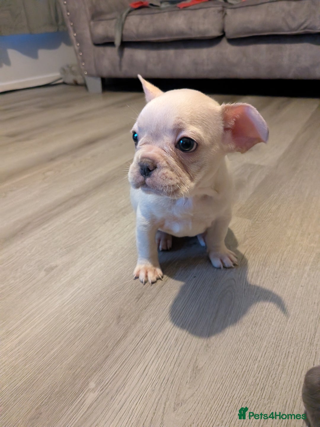 French Bulldog dogs for sale: French bulldog puppy's  - Image 9