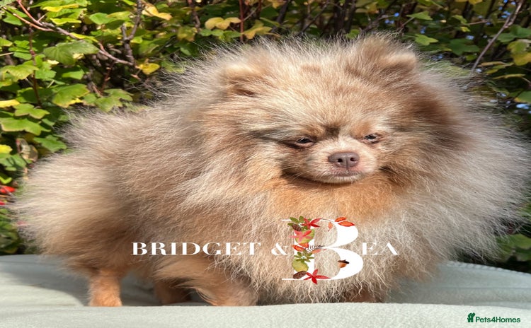 Pomeranian dogs - Advert 1