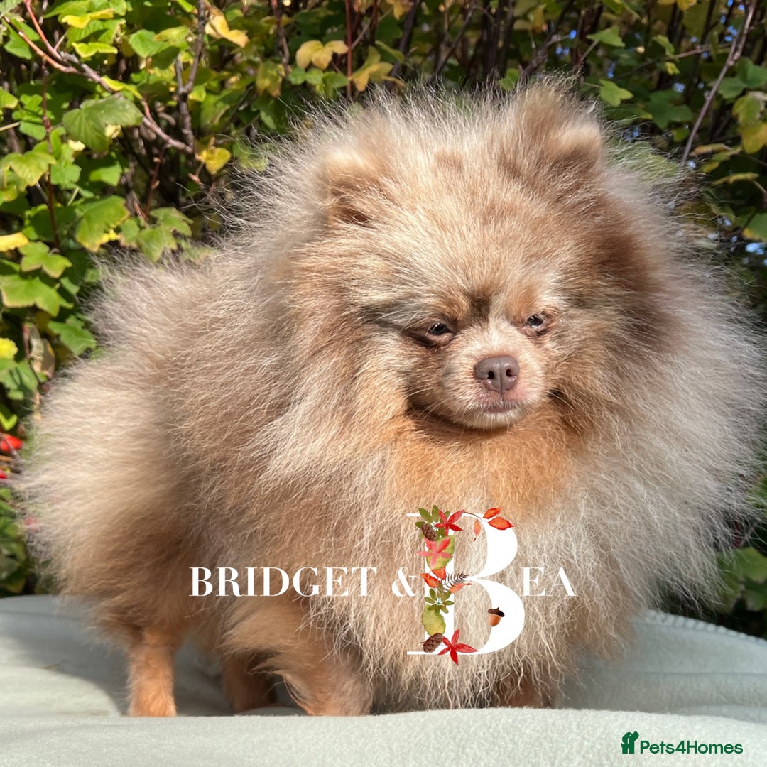Pomeranian dogs for sale: Lilac & tan Merle boy - Image 1