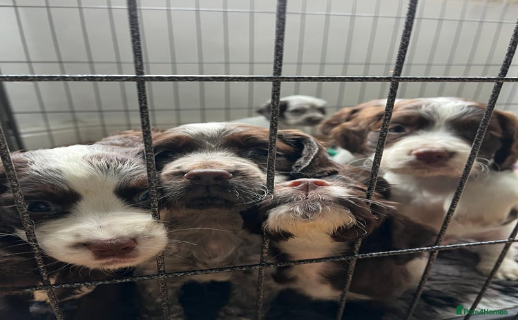 Cocker Spaniel dogs - Advert 3