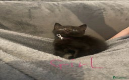Mixed Breed cats for sale: 5 very fluffy stunning black kittens  - Image 5