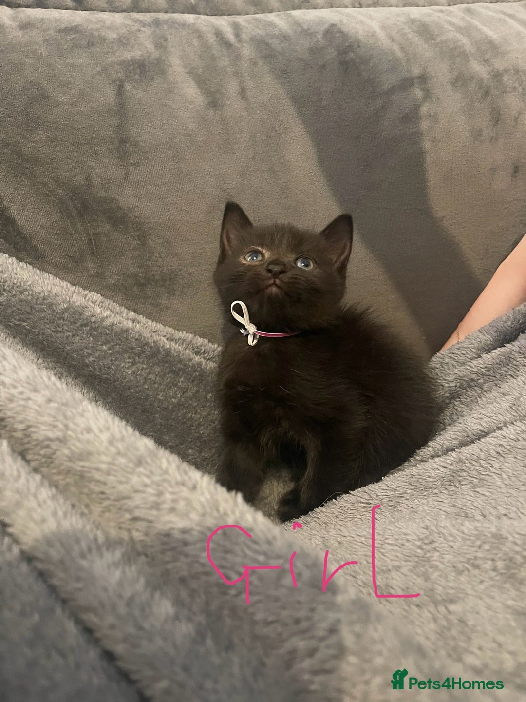 Mixed Breed cats for sale: 5 very fluffy stunning black kittens  - Image 5